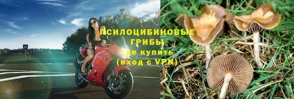 сатива Верея